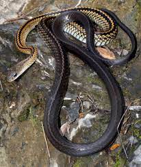 Big Eyed Rat Snake Ptyas Dhumnades Rat Snake Reptiles Snake