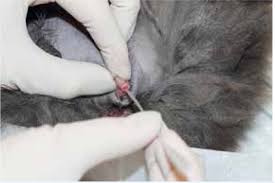Many cats get an infection when bacteria enters through the blood in the urine is one of the clearest indications that your cat has a urinary tract infection.1 x research source. Urethral Obstruction In The Male Cat The Veterinary Nurse