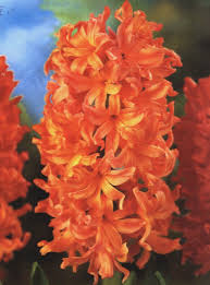Orange Hyacinth Amazing Flowers Beautiful Flowers Love Flowers