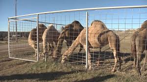 Thank you so much sophie for your great review and very kind words. Passow S Camel Farm Youtube
