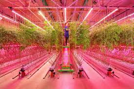 Choose from incandescent plant grow lights, fluorescent plant tomato grow lights (or plant grow lights) allow you to start seedlings and grow tomatoes indoors, even during the off season or when temperatures. Tomatoes And Cucumbers In A Vertical Farm Without Daylight
