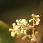 Image result for Monosis