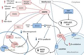 Reduction of hepatic glucose production by inhibiting gluconeogenesis and glycogenolysis. Metformin Effects On The Heart And The Cardiovascular System A Review Of Experimental And Clinical Data Sciencedirect