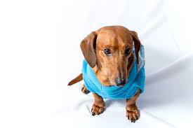 Puppy Names For Boys 1 000 Fantastic Name Ideas Vip Puppies He belongs to charlie brown and is known for his. puppy names for boys 1 000 fantastic