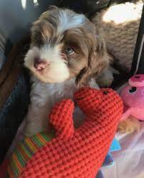 Chocolate Merle Parti Cockapoo Cockapoo Cockapoo Puppies Labradoodle