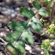 Image result for Hippocratea crenata