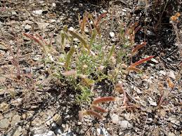 Image result for Argyrolobium fischeri