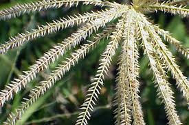 Image result for Chloris gayana