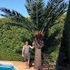 Popular exotic style palms in plastic pot suitable for outdoor and in. Https Encrypted Tbn0 Gstatic Com Images Q Tbn And9gctzaesk9fwuroeo3cwxrooyje 0uqlahawltjifyqhdeazmyggd Usqp Cau