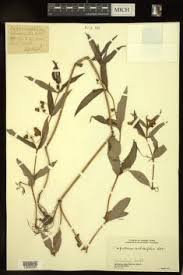 Image result for Impatiens runssorensis