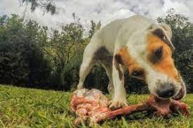 My Dog Ate Rib Bones What Should I Do Now