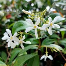Image result for Oleaceae