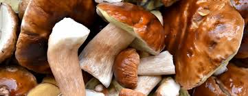 Die meisten sammler machen sich im späten sommer oder im herbst auf die suche nach pilzen. Pilze Sammeln Das Ist Zu Beachten