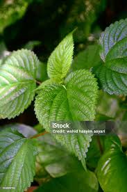 Image result for Laportea interrupta