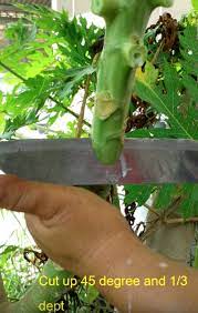 Maybe you would like to learn more about one of these? Cara Menge Tut Pokok Betik Supaya Berbuah Cepat Dan Super Rendah Senang Nak Petik Buahnya My Info Berita