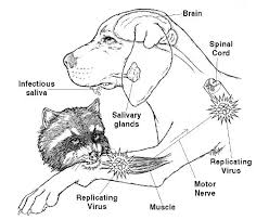 Raccoons are most likely to be infected with rabies. Useful Raccoon Rabies Info You Need To Read