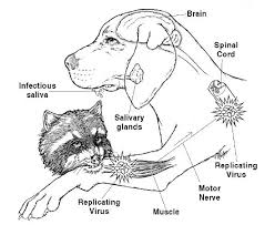 We did not find results for: Useful Raccoon Rabies Info You Need To Read