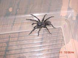 Check spelling or type a new query. Trapdoor Spider Eucteniza Relata Bugguide Net