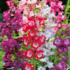 Image result for Penstemon hartwegii