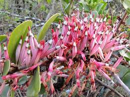 Image result for Loranthaceae