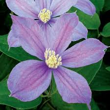 We did not find results for: Clematis Arabella Clearview Horticultural Products