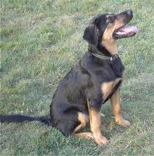 We did not find results for: German Sheprador Information And Pictures German Shepradors Labrador Retriever Mix Dog Breeds Rare Dog Breeds