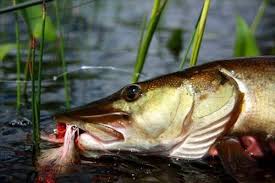 The flyfishing guide to northerns, tigers, and muskies as is the case with northerns, the female muskie, trailed by her attendant males, may broadcast eggs over several hundred yards. Musky Fly Fishing