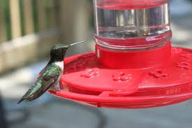 The sight of these birds. When To Put Out Hummingbird Feeders In Each State Bird Feeder Hub