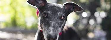 Greyhound rescue is run by peter and janet, a retired couple, who have worked in dog rescue for many years and now devote their attention to greyhounds. 15 Greyt Reasons To Adopt A Greyhound Animal Liberation Queensland