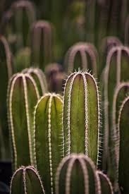 Plant Faery Cactus Farm Ii 9696 By Dbpeterson723 On Flickr Cactus Planta Fotos De Cactus Cactus Y Suculentas