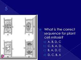 What is the correct sequence for plant cell mitosis? Limits To Cell Growth There Are Two Main Reasons Why Cells Divide Rather Than Continuing To Grow Indefinitely The Larger A Cell Becomes The Ppt Download