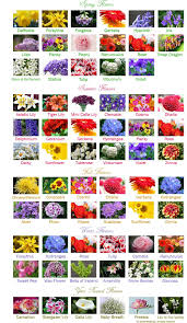 Wedding Flowers By Season The Bridal Dish Thinks This Is So Helpful Flower Chart Flower Names Types Of Flowers