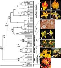 Image result for Vitaceae