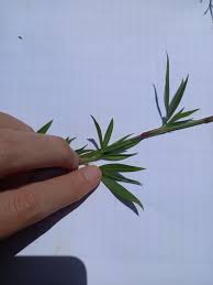 Image result for Stylosanthes guianensis