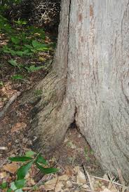 Image result for trees with spiral bark blown off from lightning