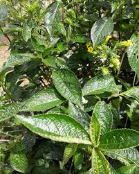 Daun pecah kaca banyak manfaat utk kesihatan mp3 duration 4:00 size 9.16 mb / mangkin pictures 2. Ini Lho Salah Satu Manfaat Daun Keji Beling Bisa Untuk Obat Tipes Antvklik