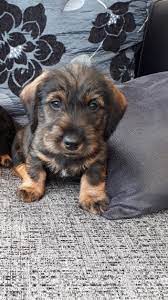 Pin On Dachshund Wirehair