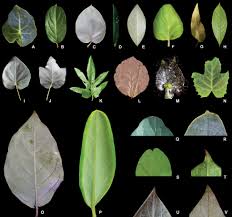 Image result for Flabellaria paniculata