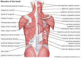 Each entry has a full citation identifying its source. Human Muscle System Muscle System Back Muscles Muscle Diagram