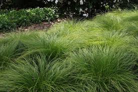 Image result for Carex mildbraediana