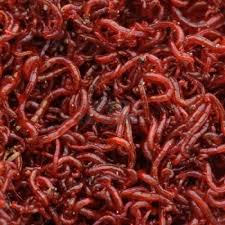 Vers De Vase Rouge Congele En Plaque De 500gr En Lot De 2 Soit 1 Kg