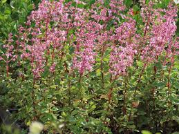 Image result for Olinia chimanimani