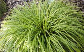 Image result for Carex