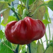 Image result for Capsicum annuum