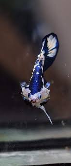 Sultan Marble V Betta Fish Koi Betta Freshwater Aquarium Fish