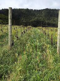 Flowers camp meeting ridge chardonnay 2017. Wine Ink Exploring Flowers On The Sonoma Coast Summitdaily Com