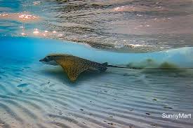 The spotted eagle ray is the only ray commonly seen in bermuda. Ornate Eagle Ray Aetomylaeus Vespertilio