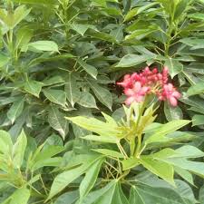 Image result for Jatropha scaposa
