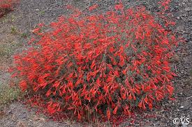 Image result for Epilobium salignum