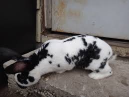 Rabbits for saleall types of rabbits availablenew zealand whites new zealand blackschinchillasflemish giantscheckered giants.read more. New Zealand Rabbits For Sale In Chicago Usa Rabbit Breeders